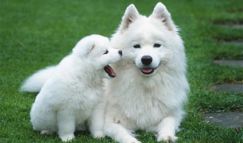 incontinence bed pads incontinence bed pads