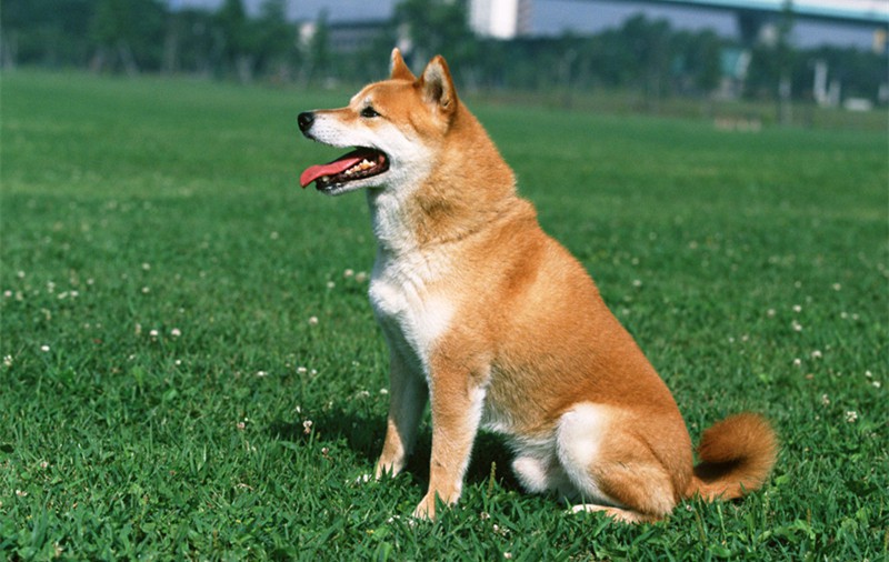 pee pads for cats pee pads for cats