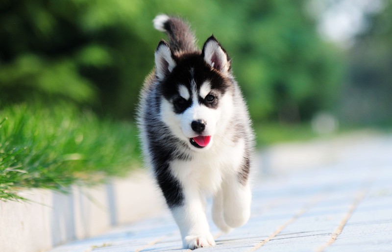 pee pads for beds pee pads for beds