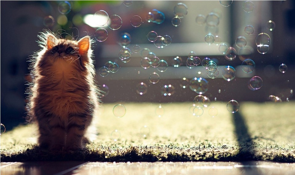 amazon breeze cat pads